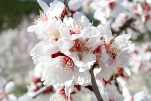 almond-blossom.jpg