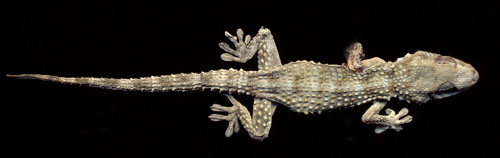 gecko-from-above.jpg