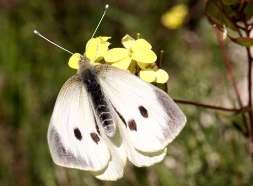cabbage-white cabbage-white