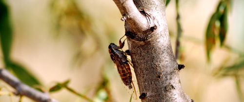 cicada cicada