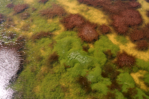 emb-weeds emb-weeds