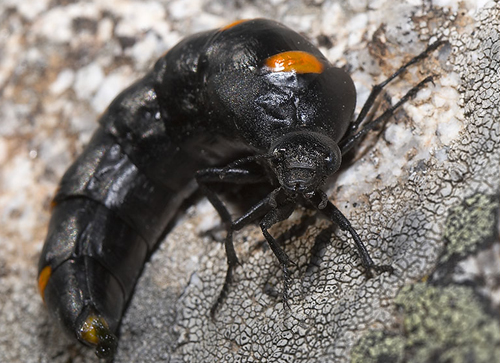 meloemajalis meloemajalis