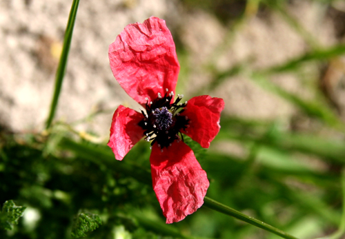 papaver-argemone papaver-argemone