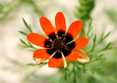 pheasants-eye pheasants-eye