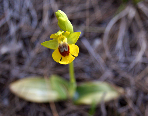 yellow-orchid-1-copy yellow-orchid-1-copy