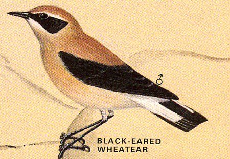 black-eared-wheatear.jpg