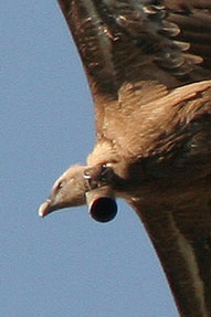 griffon-vulture-bell-30.jpg