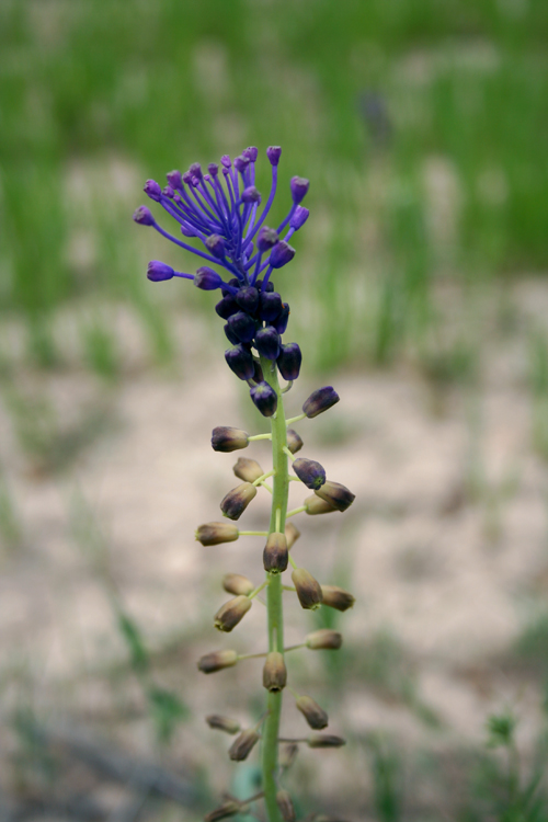 tassel-hyacinth.jpg