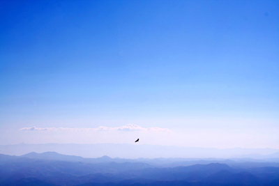 Griffon Vulture seen from the top of the mountain.