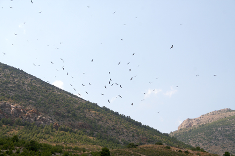 griffons-at-a-carcas.jpg