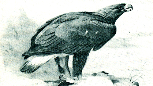 observer-golden-eagle.jpg