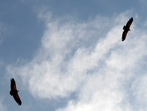 vulturs-overhead.jpg