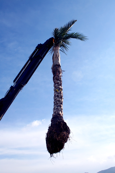 palm-tree-delivery.jpg