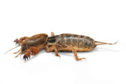 250px-mole_cricket02.jpg