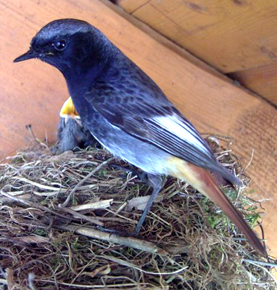 european-black-redstart.jpg