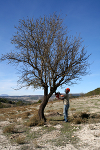 almond-chain-sawing.jpg