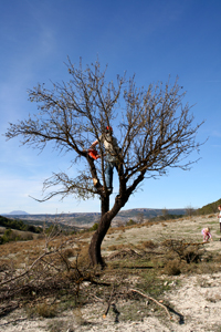 almond-up-the-tree.jpg