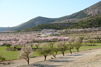 blossom-cortijo.jpg