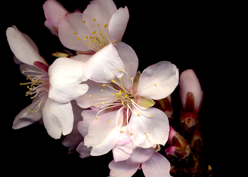 almond-blossom-scan.jpg