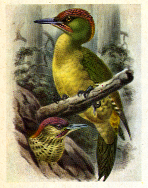 green-woodpecker.jpg