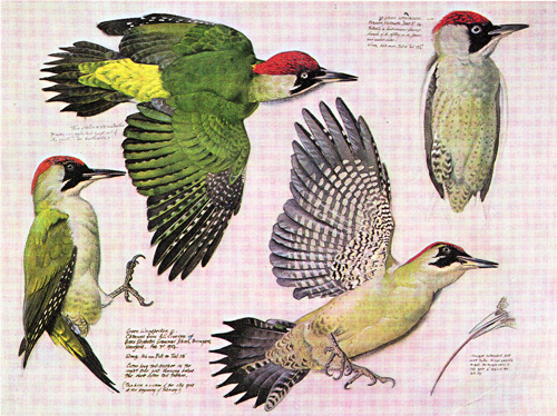 tunnicliffe-green-woodpecker.jpg