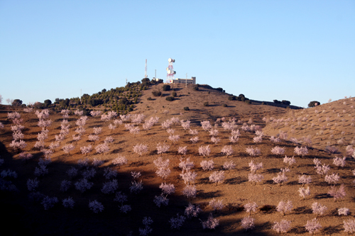 almond-blossomtelecoms.jpg