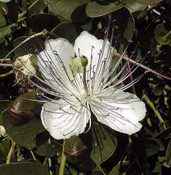 capparis_spinosa_inermis2.jpg