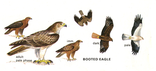 booted-eagle.jpg