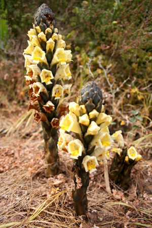 broomrape.jpg