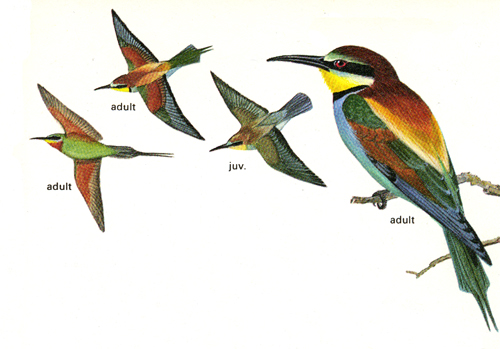 bee-eaters.jpg