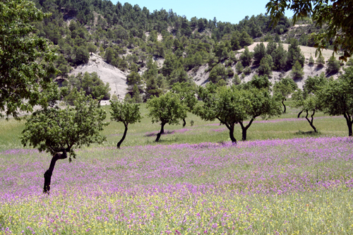 purple-field.jpg