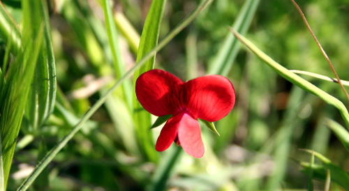 tangier-pea.jpg