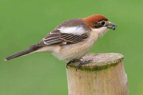 woodchat-shrike-photo.jpg