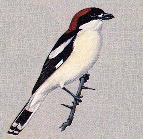 woodchat-shrike.jpg