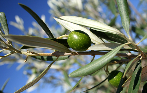 1st-olives.jpg