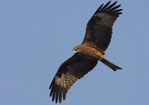 black-kite-01.jpg