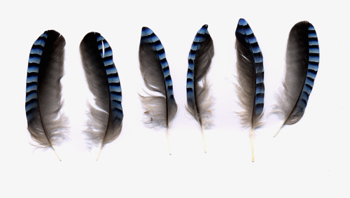 jay-feathers.jpg