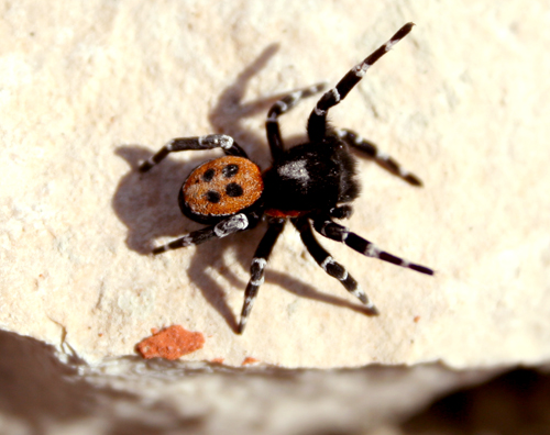 ladybird-spider.jpg