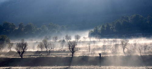 mist-almonds.jpg