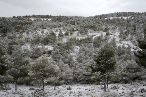 snowie-pines.jpg