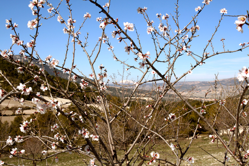 1st-almond-blossomlg.jpg