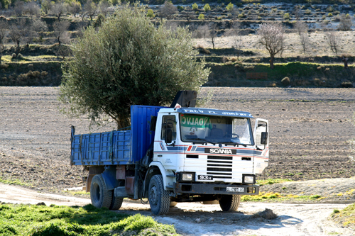 olivos-being-delivered.jpg