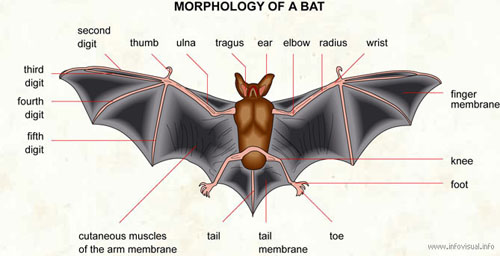 064-morphology-of-a-bat.jpg