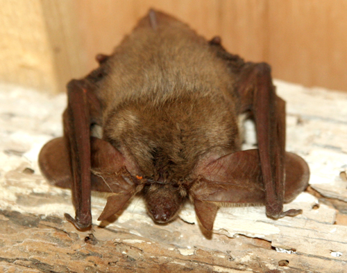 brown-long-eared-bat.jpg