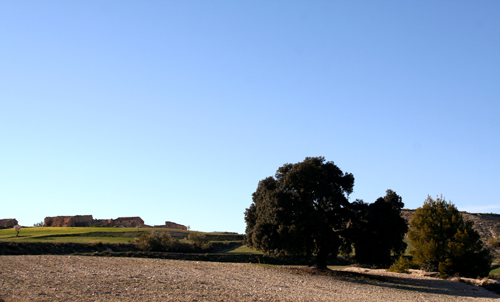 quercus-ilex-near-derde.jpg