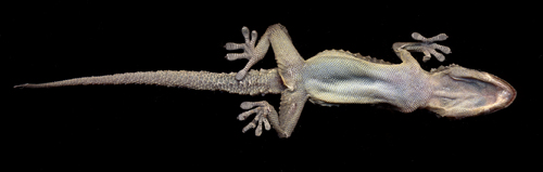 gecko-from-beneath.jpg