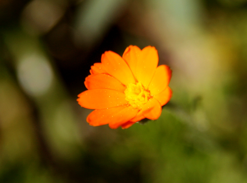 orange-flower-in-the-sunset.jpg