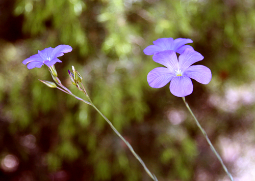 linum-narbonensis.jpg