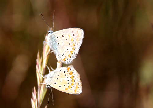 mating-butterflies.jpg