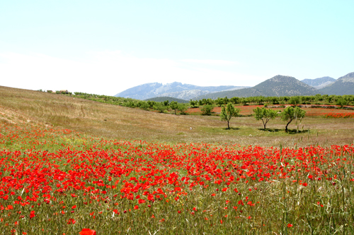 poppies-near-maria.jpg